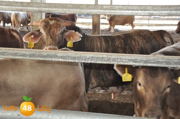 3ojojl shamal (8).JPG